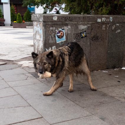 Street photograph of two strays dogs in Sofia, Bulgaria